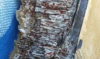 马航MH370失联六周年 马航MH370失联六周年